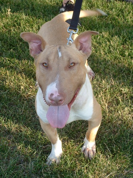 Bentley - Bull Terrier