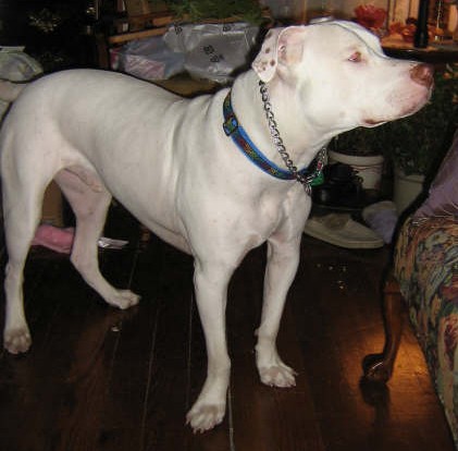 American Bulldog/Pit - - Mid-America Bully Rescue