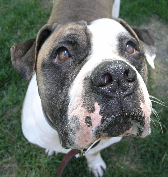 saint bernard pitbull mix