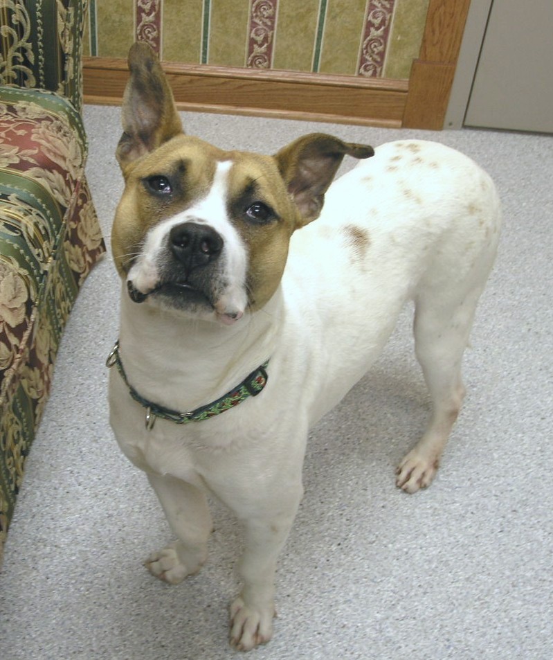 Basset hound bulldog sales mix