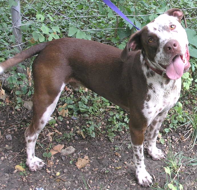 Pointer Pit Bull Red Mid America Bully Breed Rescue