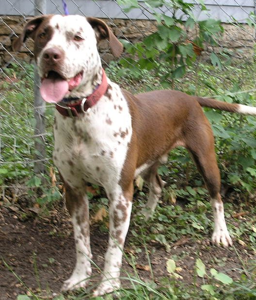 Pointer Pit Bull Red Mid America Bully Breed Rescue
