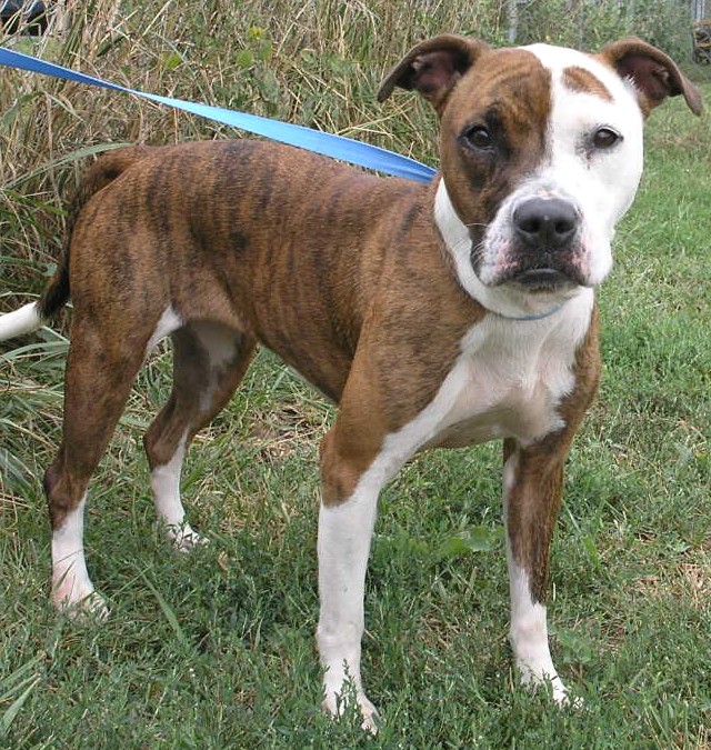 Pit Bull - Tinkerbell - Mid-America Bully Breed Rescue