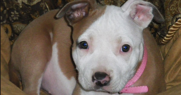 Gigi - Pit Bull