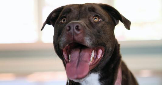 Kyree - Pit Bull / Mastiff Mix for Adoption