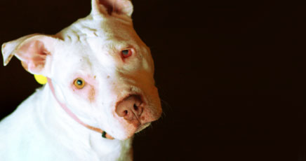 Rosie - Pit Bull