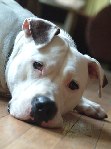 baby american bulldog