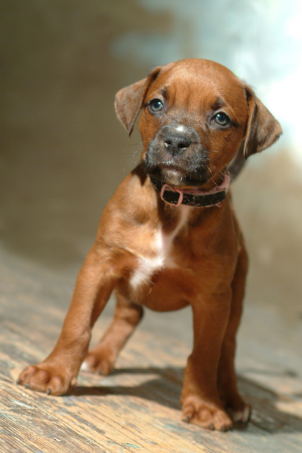 Bebe - Boxer/Mastiff/Pit