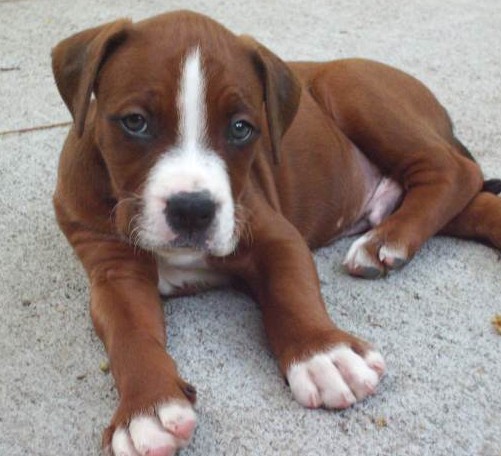 full grown boxer mastiff