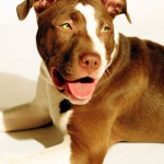 Buster - Pit Bull