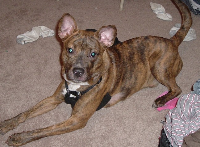 Basenji mixed with store pitbull