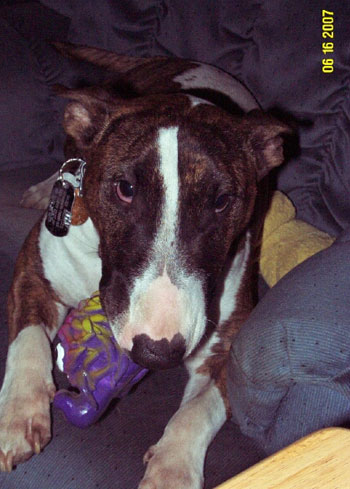 Daisy - Bull Terrier