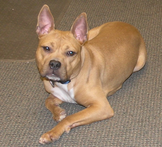 french bulldog american bully mix