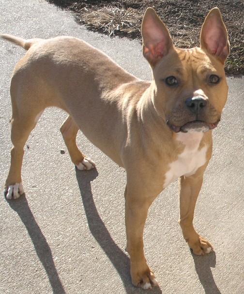 frenchie pitbull mix for sale