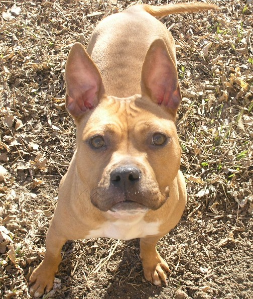 american bully mixed with french bulldog