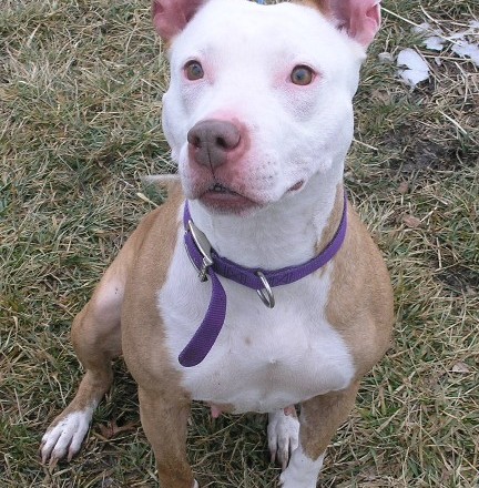 Pit Bull - Mama - Mid-America Bully Breed Rescue