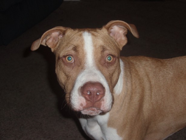 stout Hoofdkwartier bonen Pit Bull/Boxer - Renzo - Mid-America Bully Breed Rescue