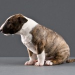 Snidley - Bull Terrier