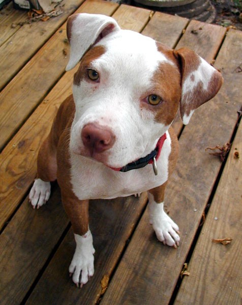 Pit Bull - Stella - Mid-America Bully Breed Rescue