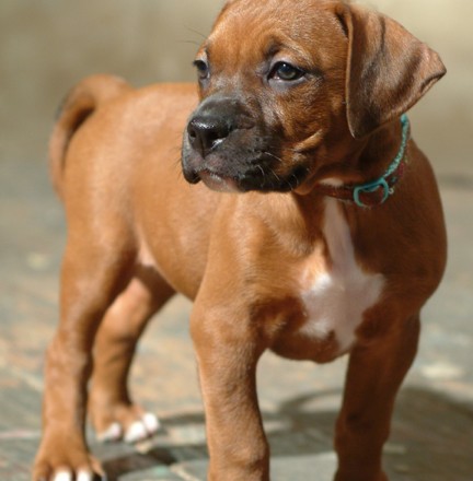 Boxer/Mastiff/Pit Bull - Tawny - Mid-America Bully Breed Rescue