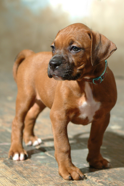 brown pitbull boxer mix puppy