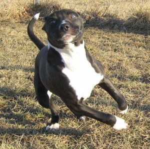 Tux - Pit Bull