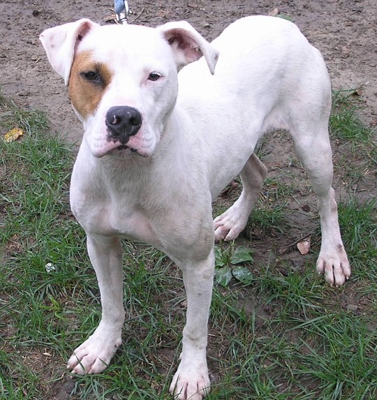 Twiggy - American Bulldog/Pit Bull