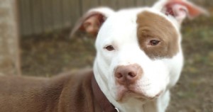 Calvin - Pit Bull