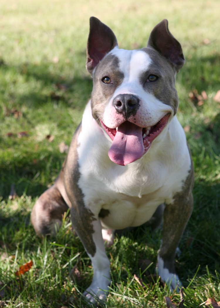 Pit Bull - Piglet - Mid-America Bully Breed Rescue