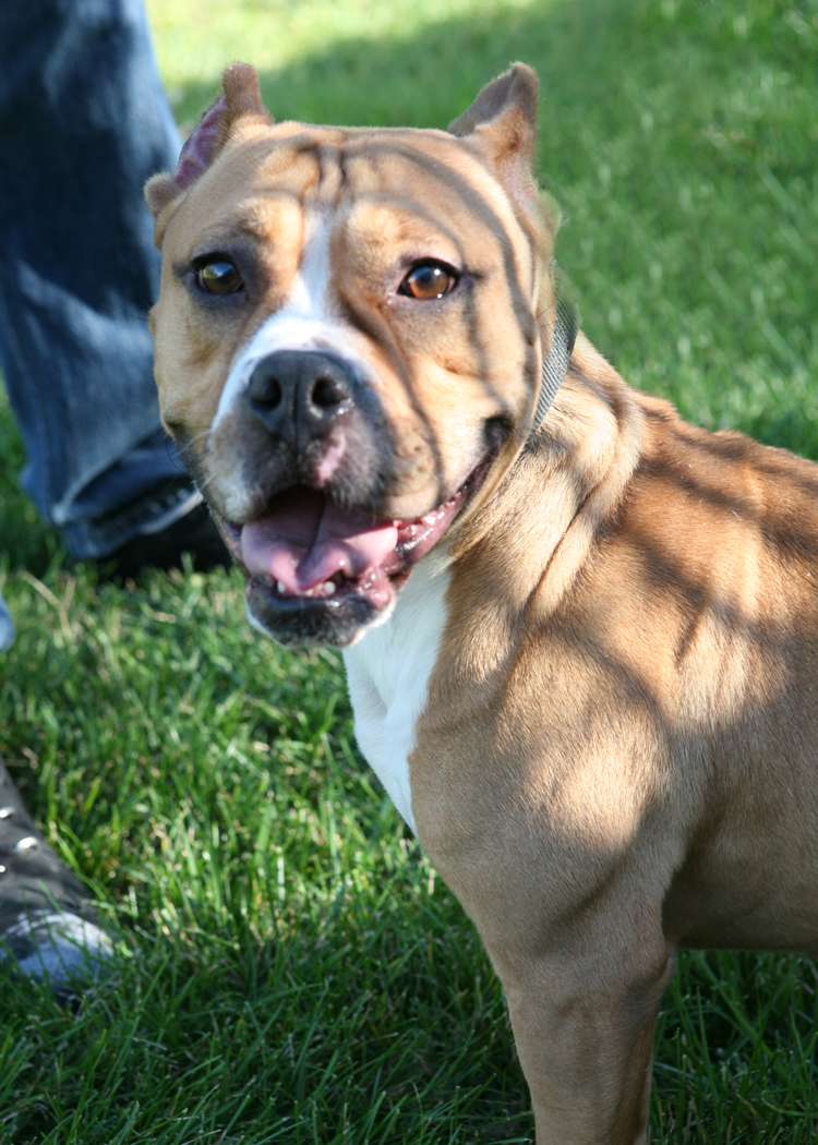 Pit Bull / English Bulldog Mix Twinkie MidAmerica