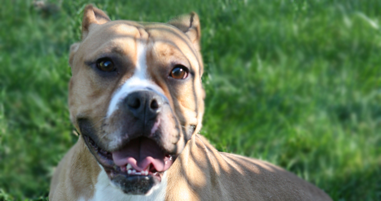 Twinkie - Pit bull / English Bulldog Mix