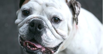 Henry- English Bulldog