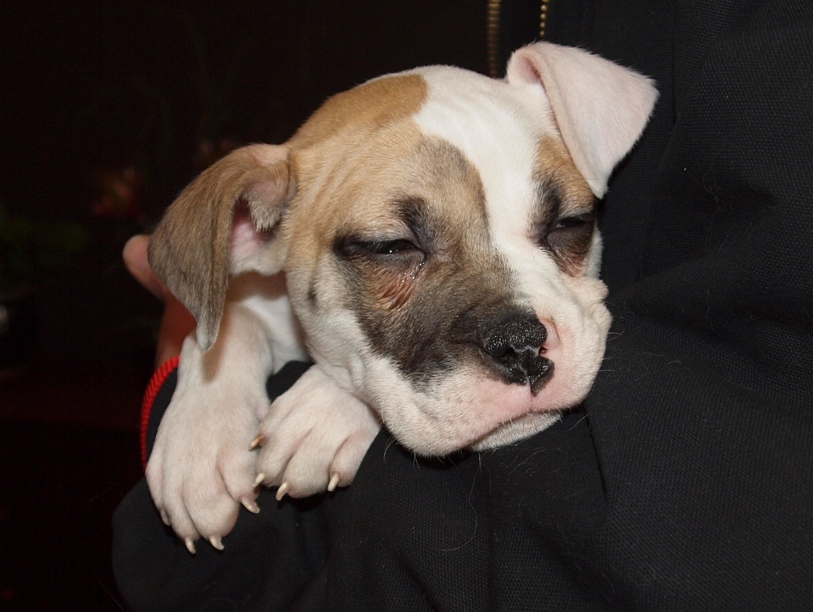 American Bulldog Mix Bandit MidAmerica Bully Breed Rescue