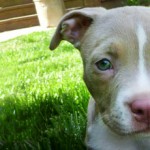 Ares - Pit Bull