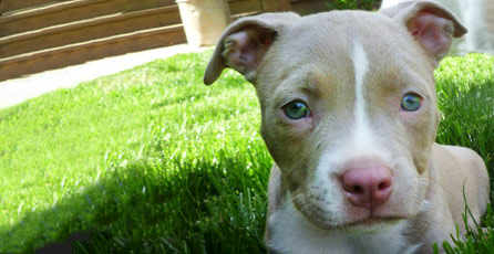 Ares - Pit Bull