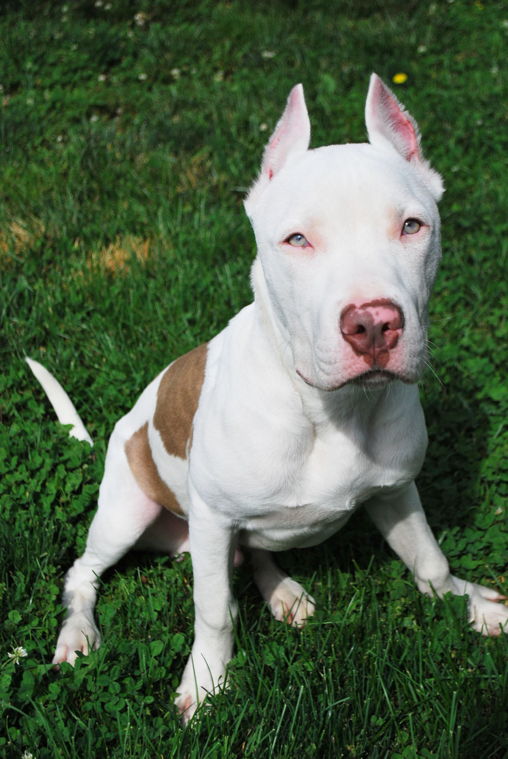 Bull/Dogo mix – Casper – Mid-America Breed Rescue