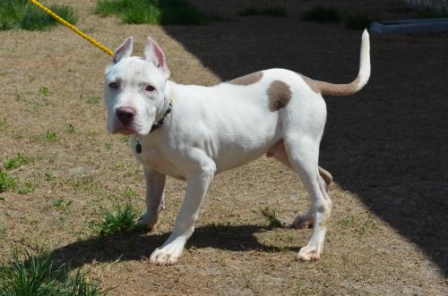 Bull/Dogo mix – Casper – Mid-America Breed Rescue