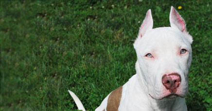 Pit Bull - Casper