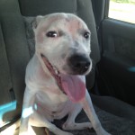 Pit Mix - Lucy