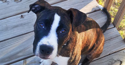 bull terrier boxer mix puppies