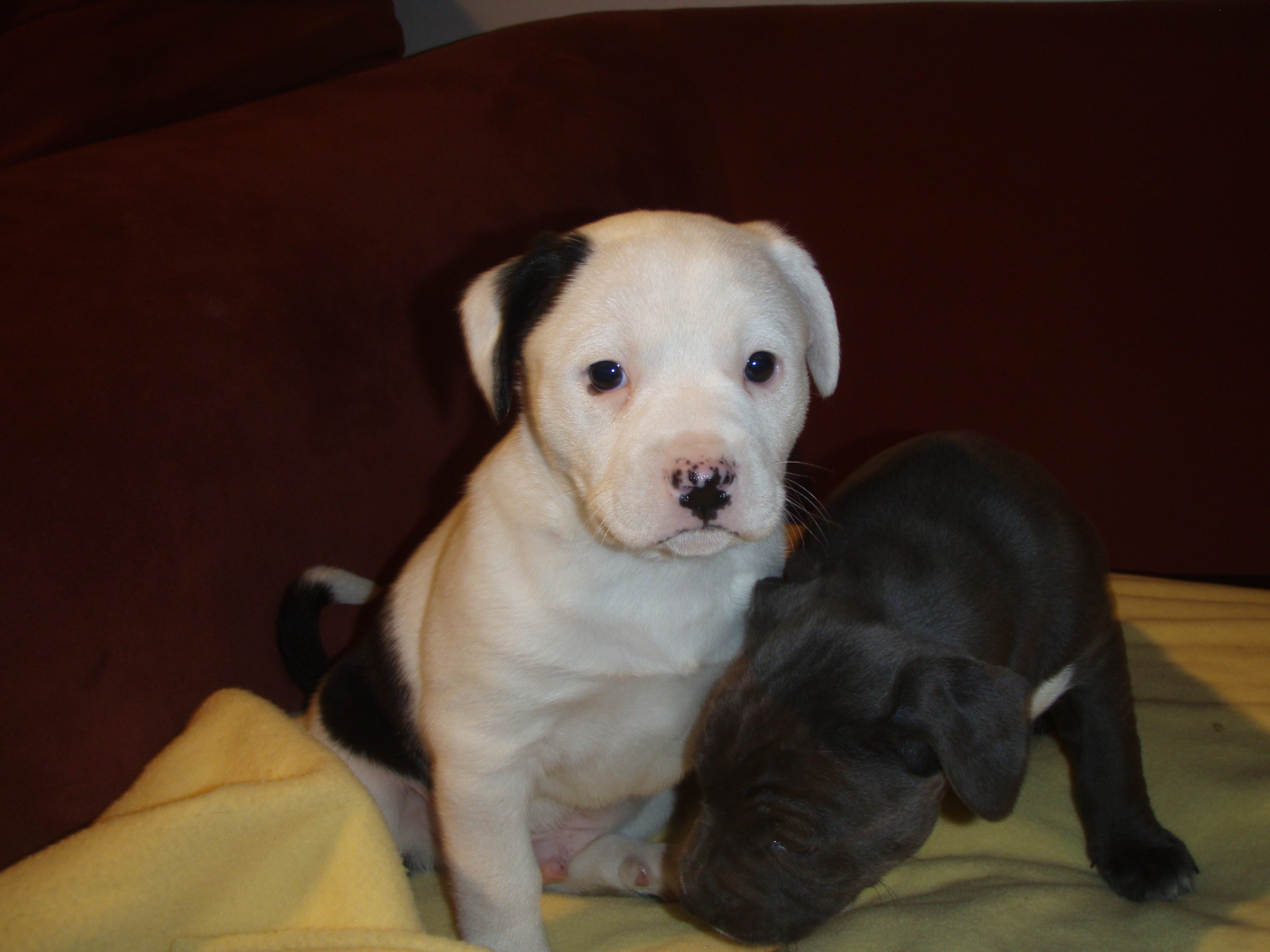 jack russell pitbull mix puppy