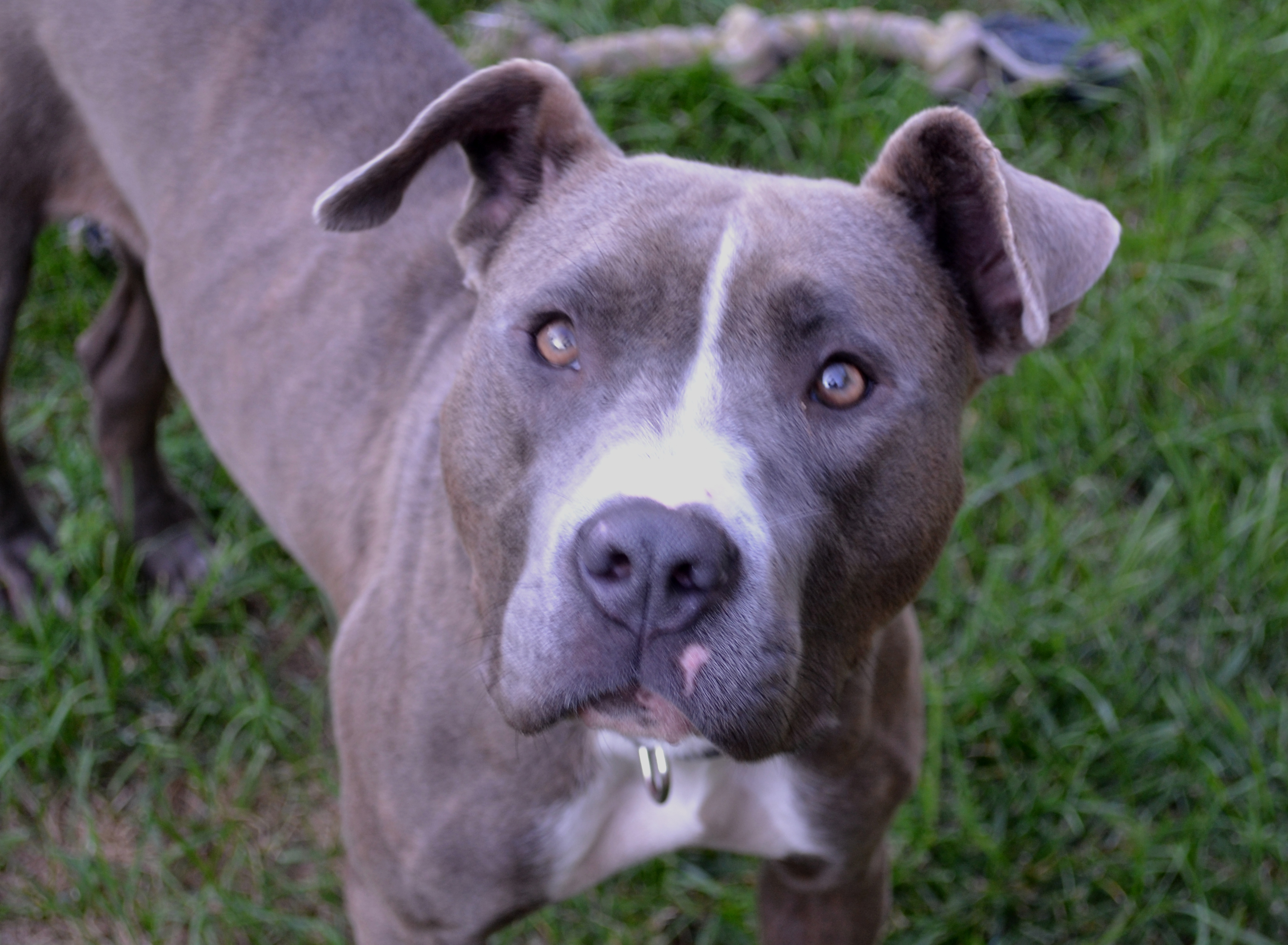 dory3 | Mid-America Bully Breed Rescue