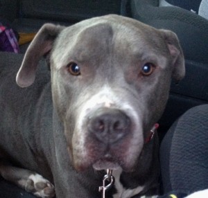 Pit Bull - Zeus - Mid-America Bully Breed Rescue