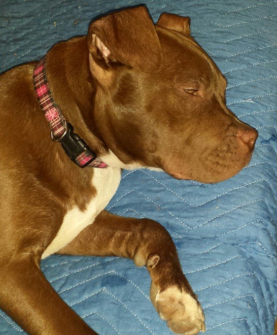 coco3 | Mid-America Bully Breed Rescue