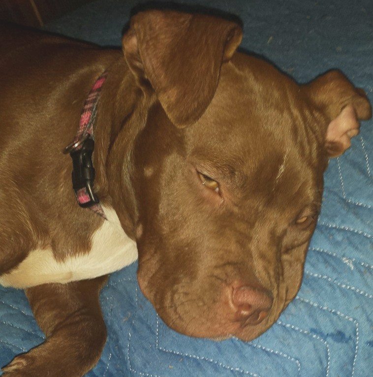 Pit Bull - Coco - Mid-America Bully Breed Rescue