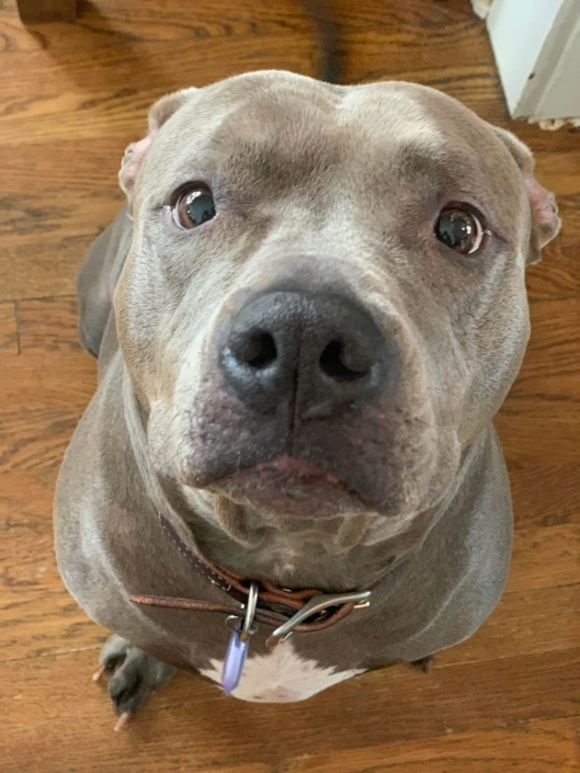 Pit bull - Leona - Mid-America Bully Breed Rescue