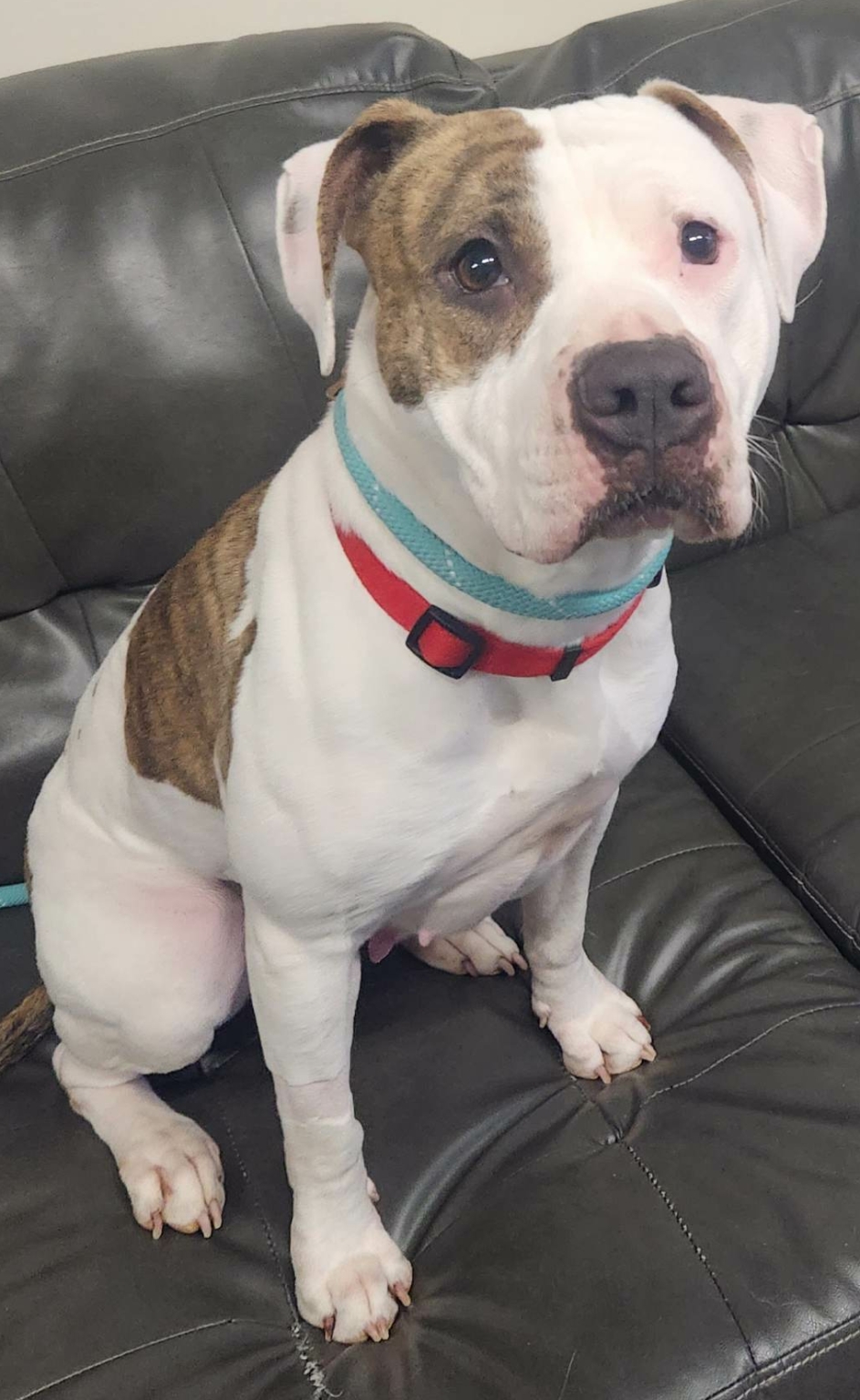 Adoptable Dogs - Mid-America Bully Breed Rescue