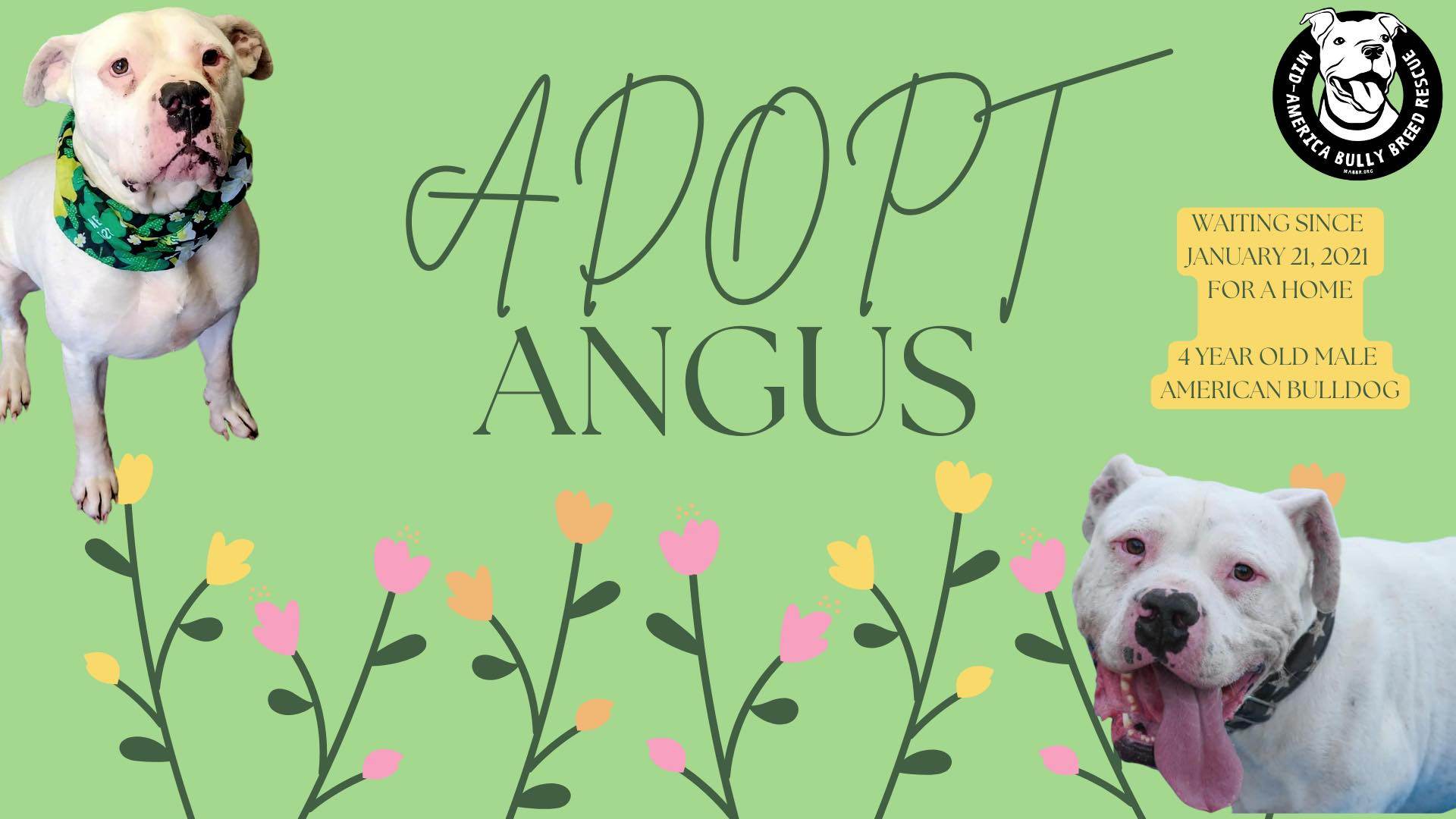 Adopt Angus!