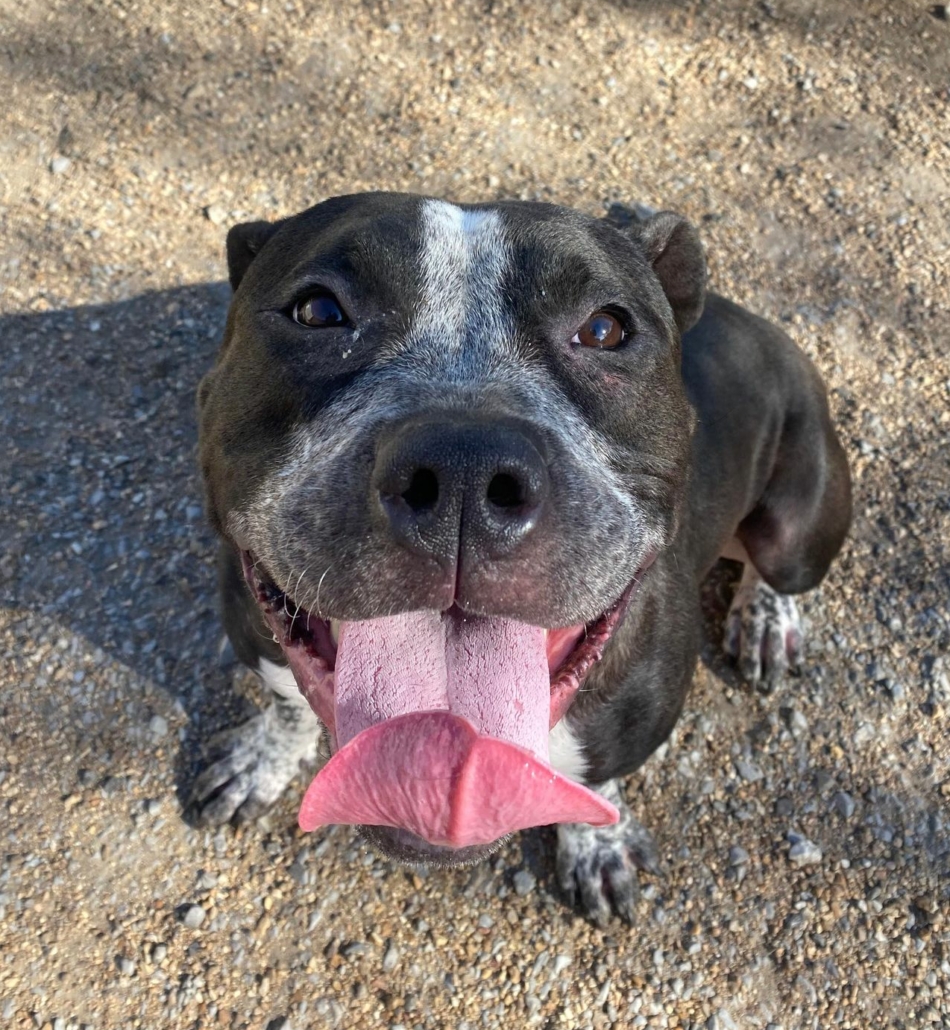 Adoptable Dogs - Mid-america Bully Breed Rescue