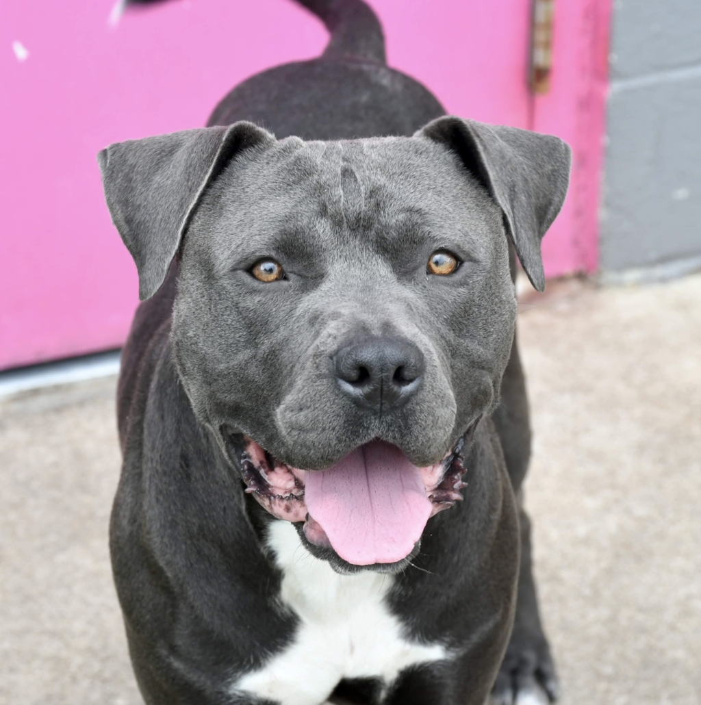 Adoptable Dogs - Mid-America Bully Breed Rescue